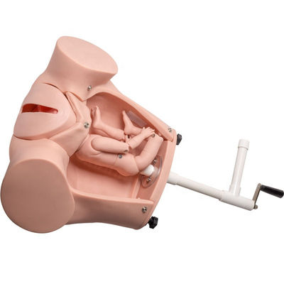 Wholesale Medical Education Manikin Childbirth Simulator Training Model